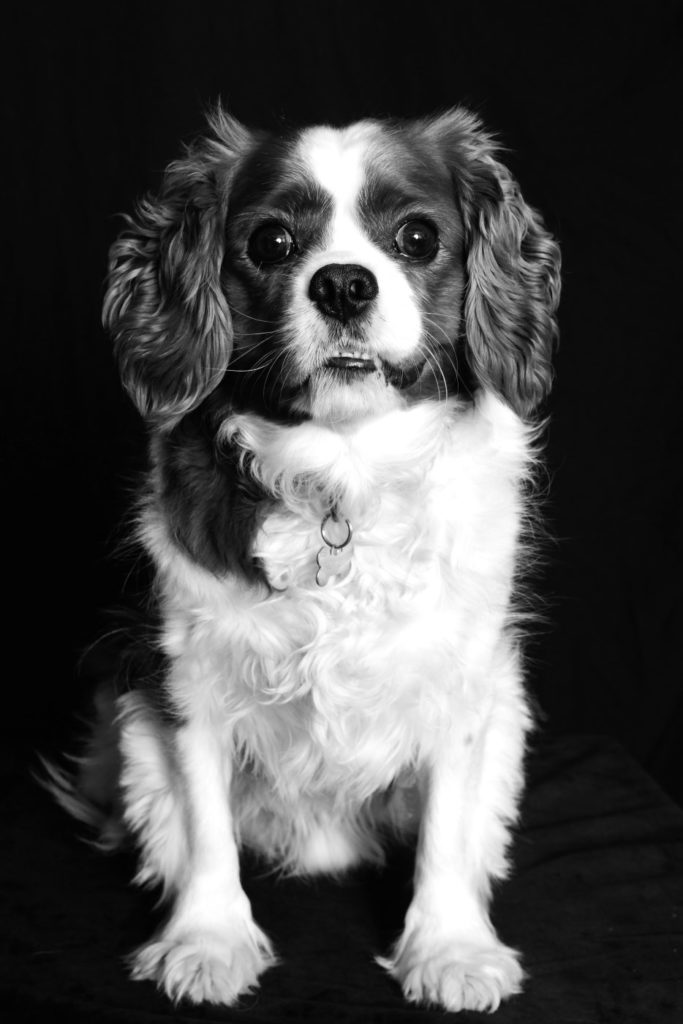 Ritratti di famiglia in francese - Animica Photography Studio - Barbara Pigazzi, Fotografa - Costa Azzurra, Francia