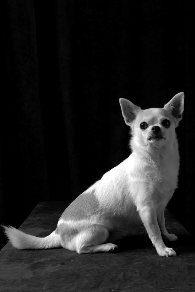 evento-pet-portraits-studio-fotografico-animica-giudecca-venezia-06