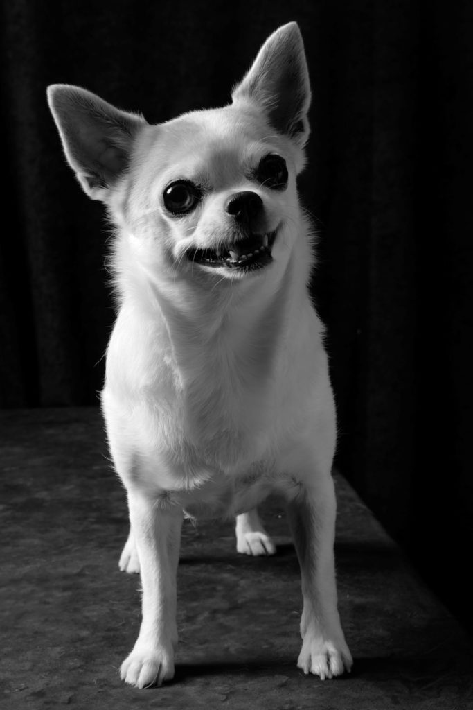 evento-pet-portraits-studio-fotografico-animica-giudecca-venezia-07