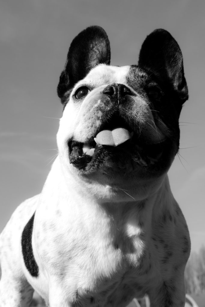 Carlotta et Numa - Portrait d'animaux - Studio Animica - Venise