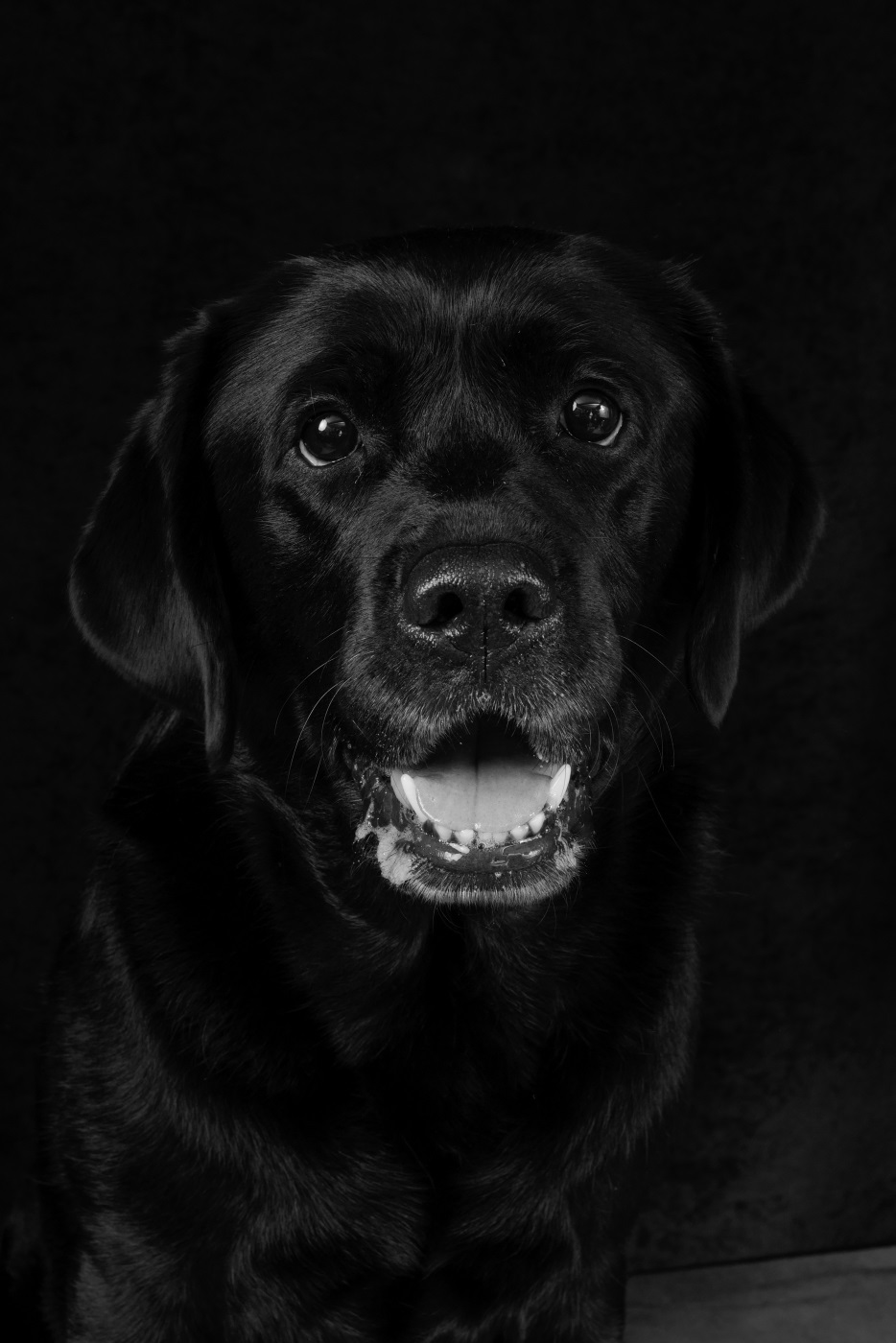 Portraits d'animaux - Frida - Studio Animica - Venise - Giudecca