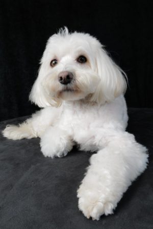 pet-portraits-emilia-maltese-studio-animica-barbara-pigazzi-photo-venice
