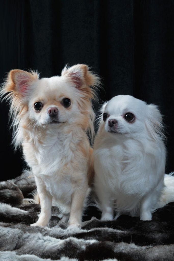 Portraits d'animaux de compagnie - réalisés avec des guimauves - Studio Animica - Photo de Barbara Pigazzi - Venise