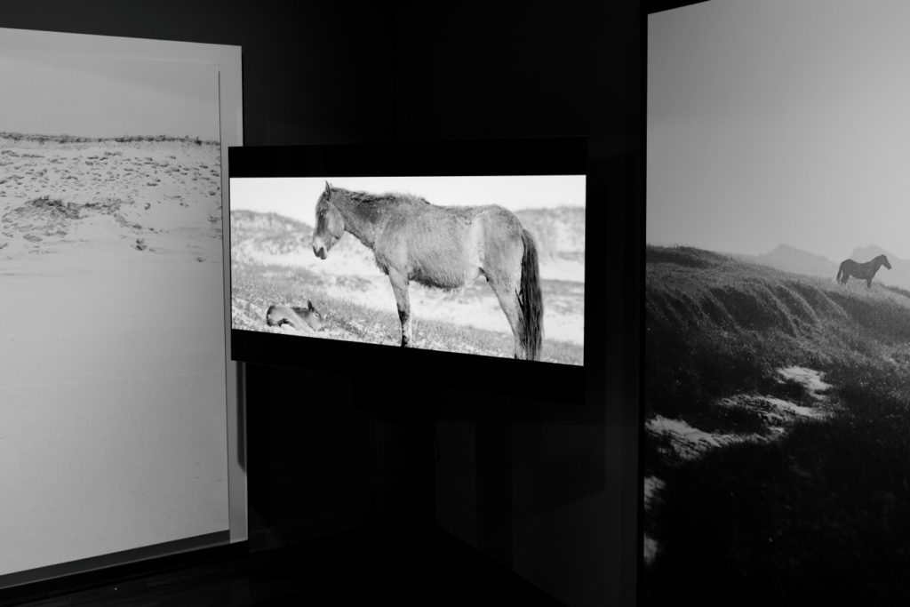 I-AM-WILD-Roberto-Dutesco-in-venice-encounter-with-barbara-pigazzi-photographer