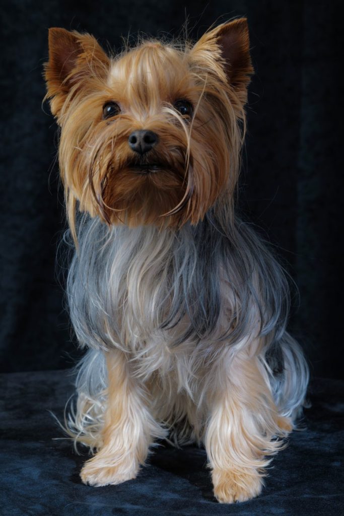 Belinda, Yorkshire - portraits d'animaux - Studio Animica - Barbara Pigazzi Photo - Venise