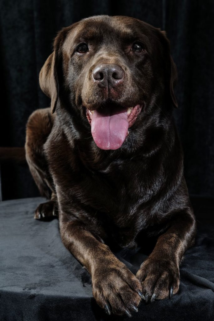 Toffee Labrador - portraits d'animaux - studio animica -barbara pigazzi photo - venise