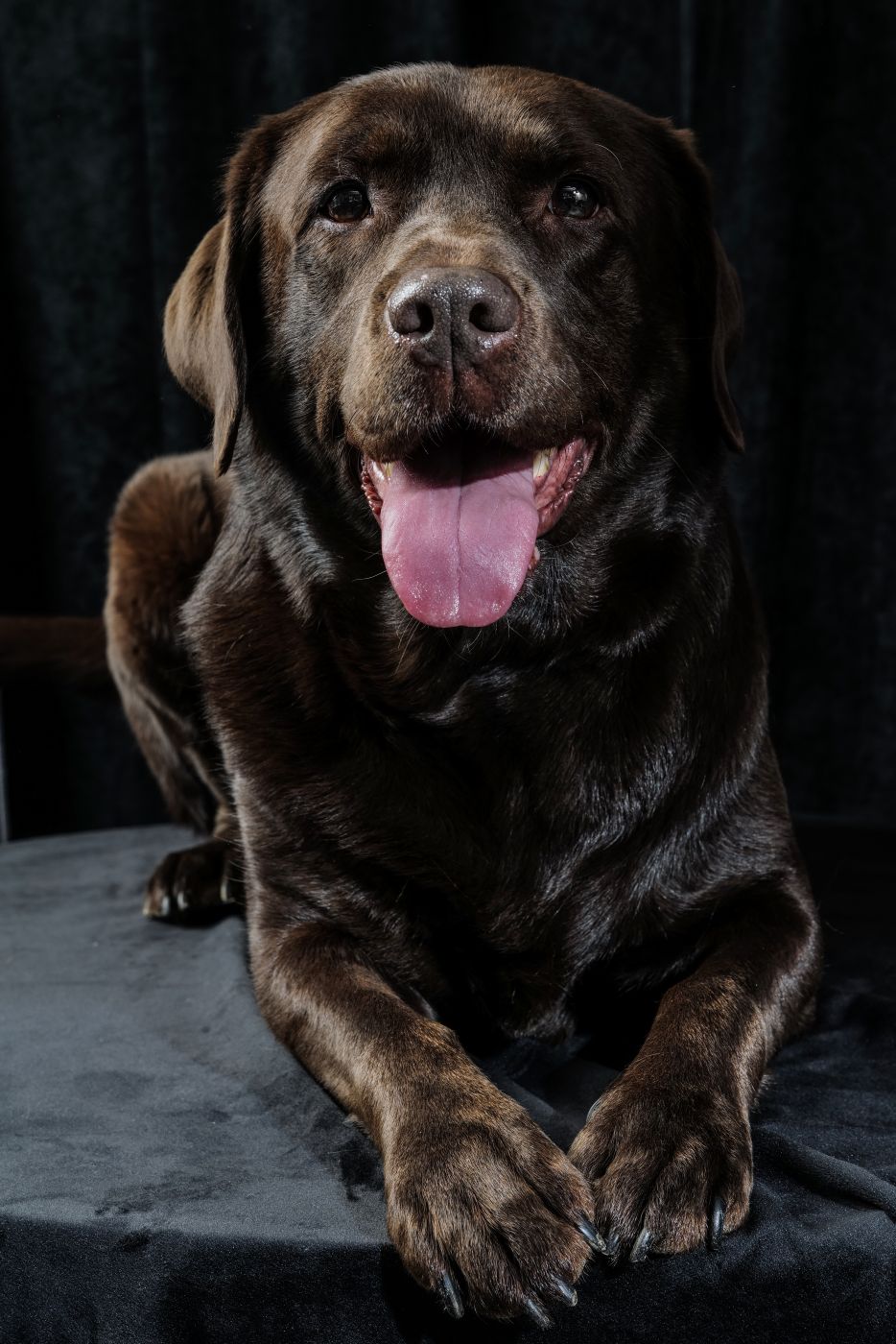 Toffee Labrador - portraits d'animaux - studio animica -barbara pigazzi photo - venise